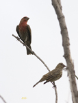 House Finches 7865